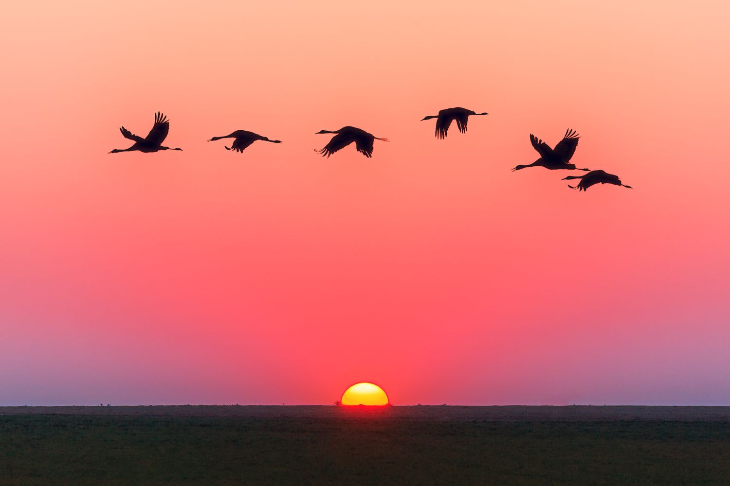 Birds in flight over water at golden hour