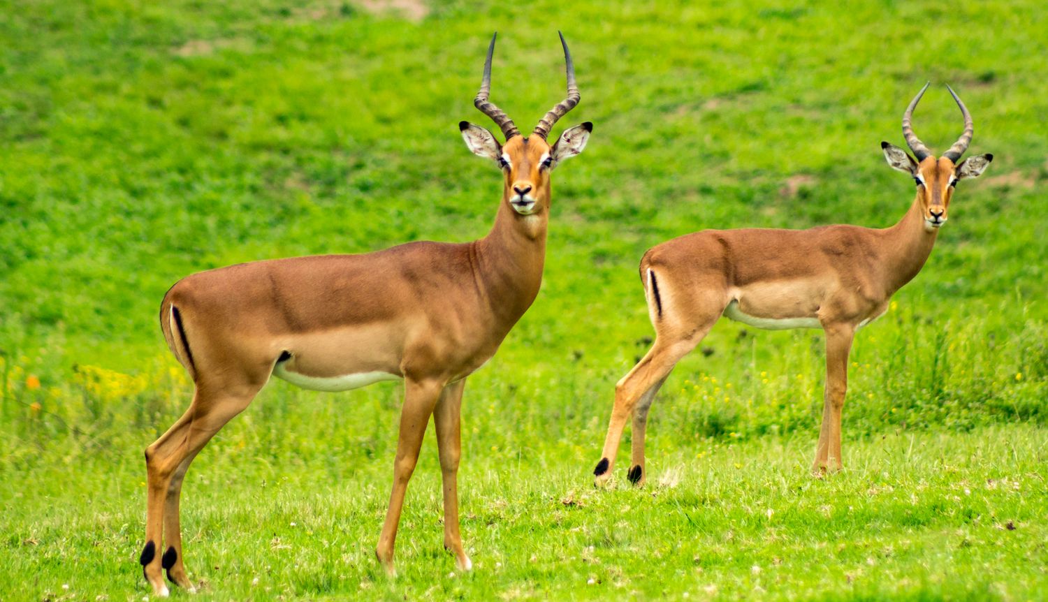 Deer grazing on open grassland at first light