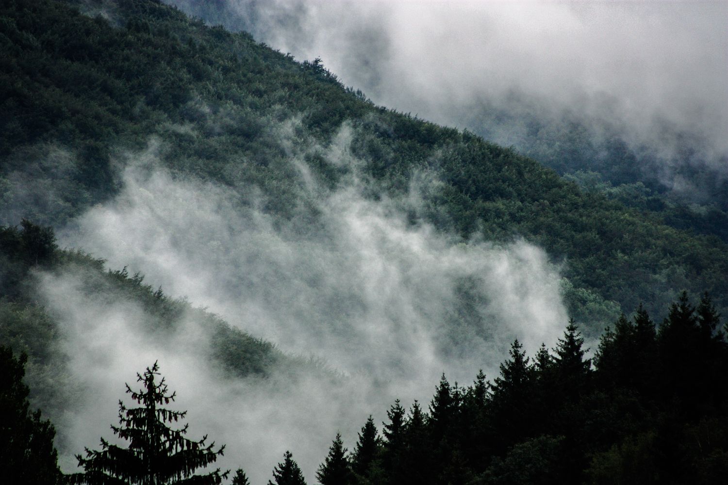 Fog drifting over a green forested hillside