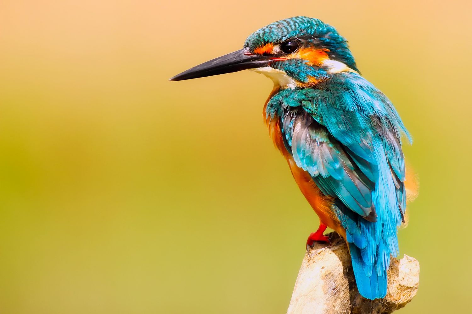 A kingfisher perched on a branch