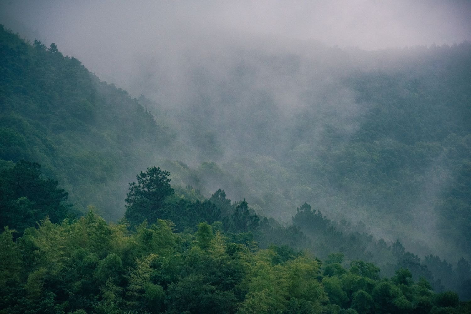 A calm, misty forest