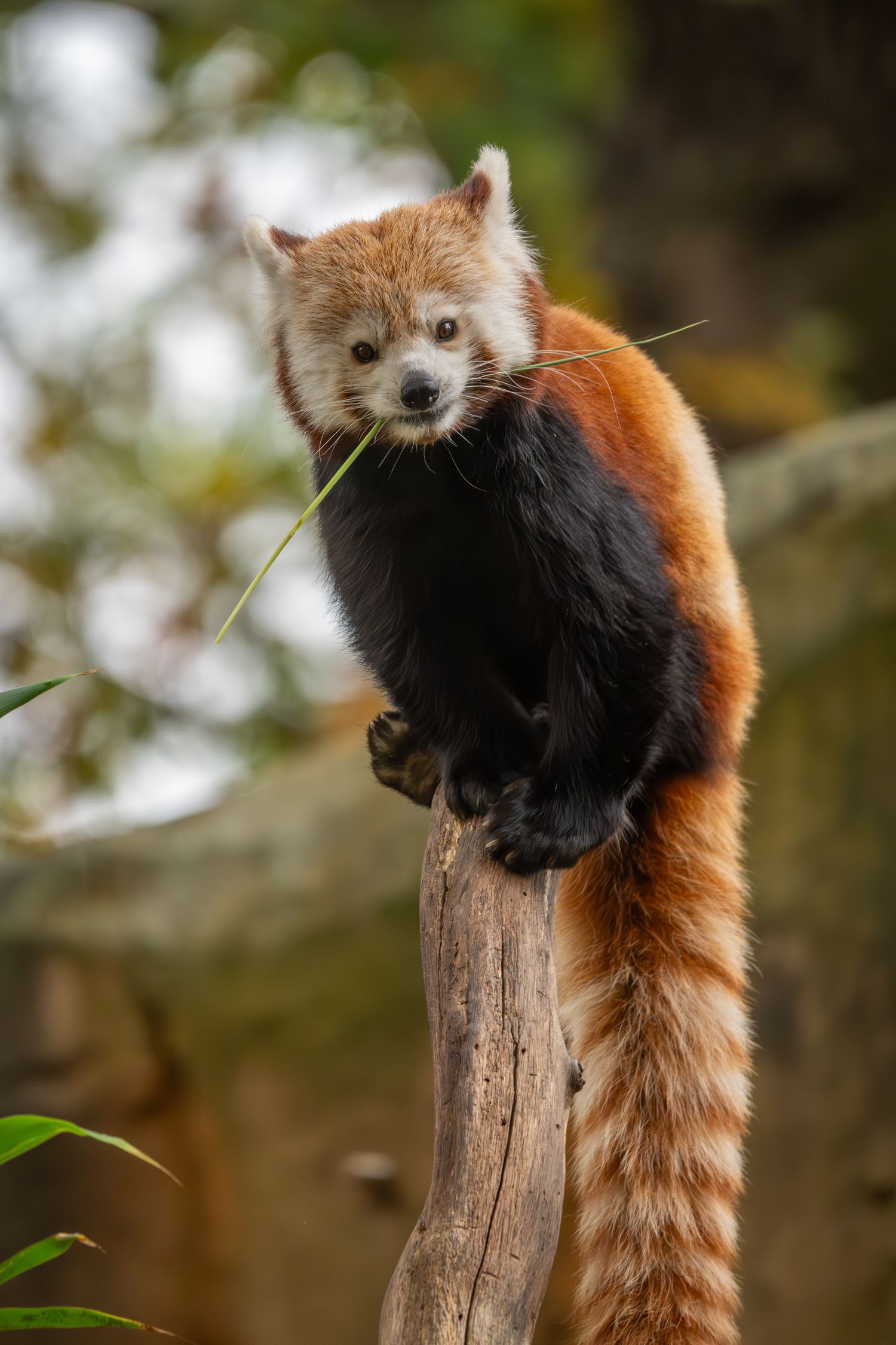 A red panda resting on a forest tree perch