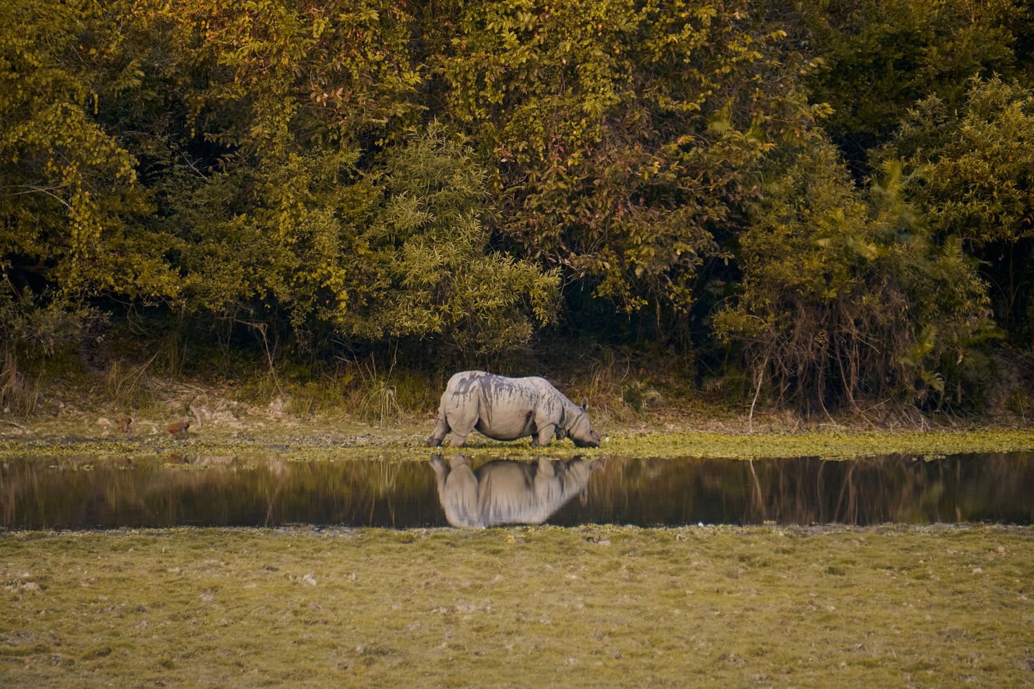 A greater one-horned rhinoceros