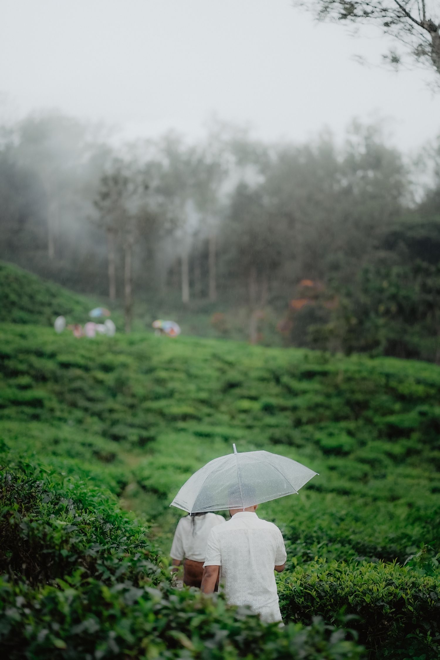 Green tea-covered hills wrapped in mist