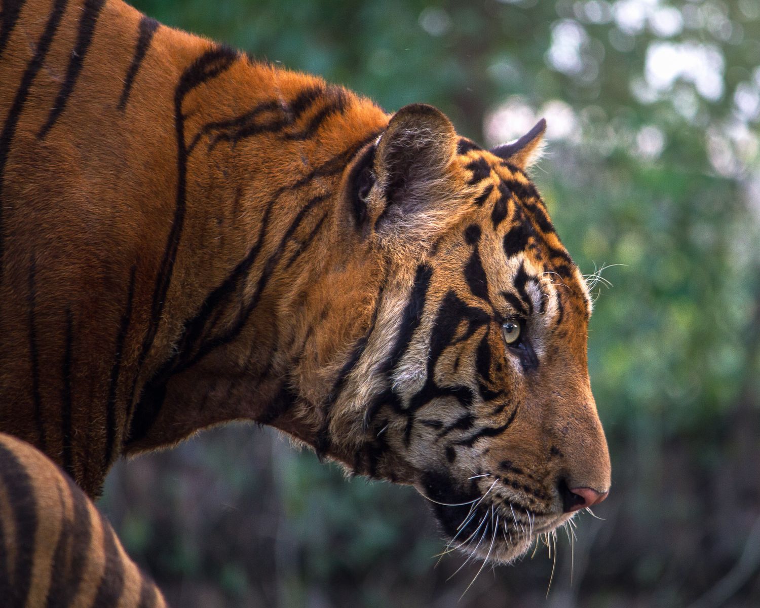 Close portrait of a wild Bengal tiger