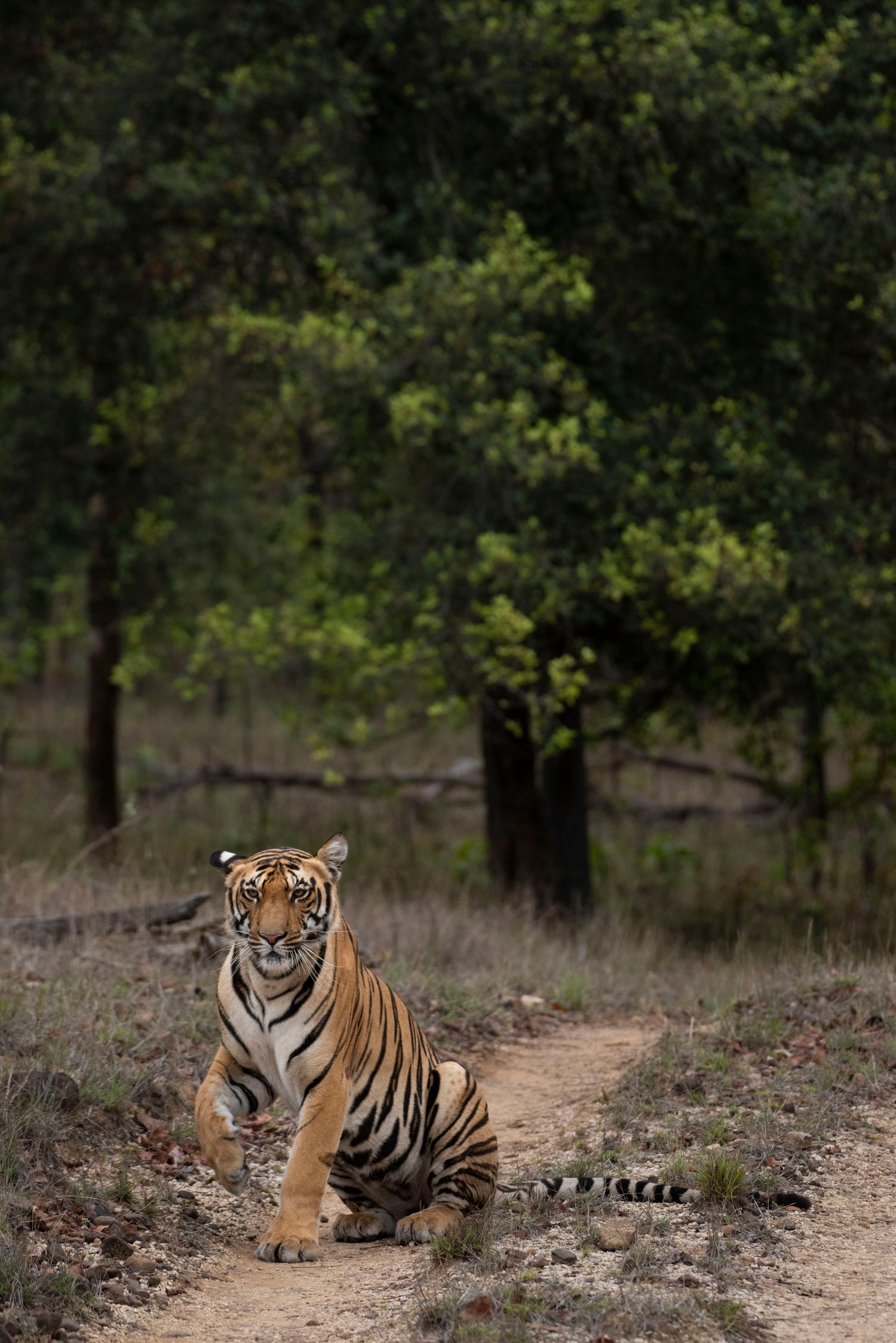 A wild Bengal tiger in forest