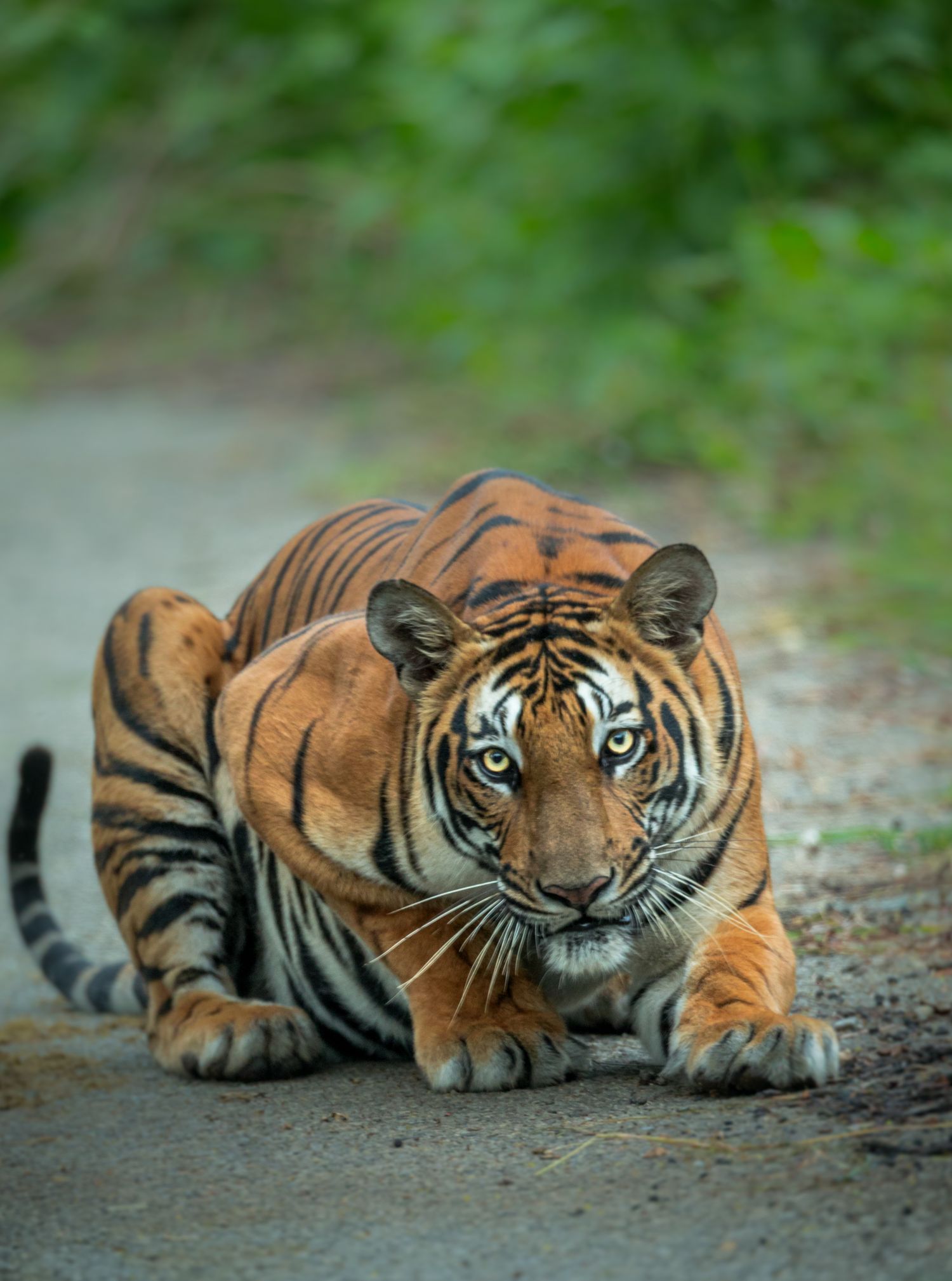 A Bengal tiger on a forest path